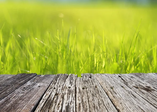 Pradera verde a la luz del sol —  Fotos de Stock