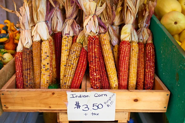 Bunches of indian corn — Stock Photo, Image