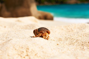 Yalnızcıl Yengeç plajda