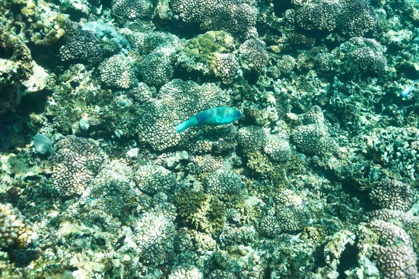 Arrecife de coral y peces —  Fotos de Stock