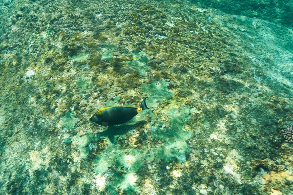 Barriera corallina e pesce — Foto Stock