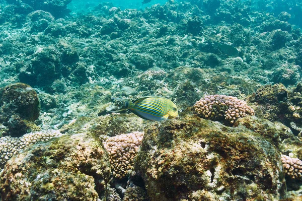 Korallenriff und Fische — Stockfoto