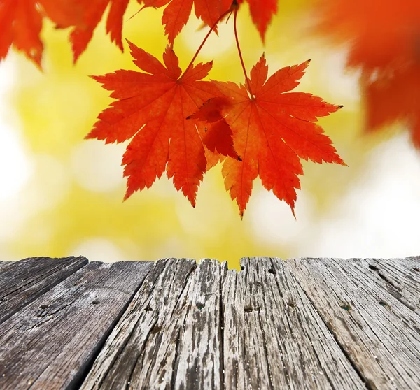 Autumn maple leaves — Stock Photo, Image