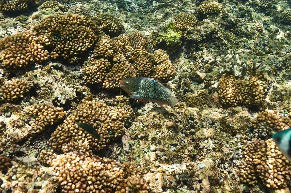 Korallenriff und Fische — Stockfoto