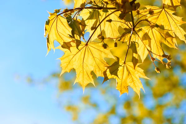 Autumn yellow leaves background — Stock Photo, Image