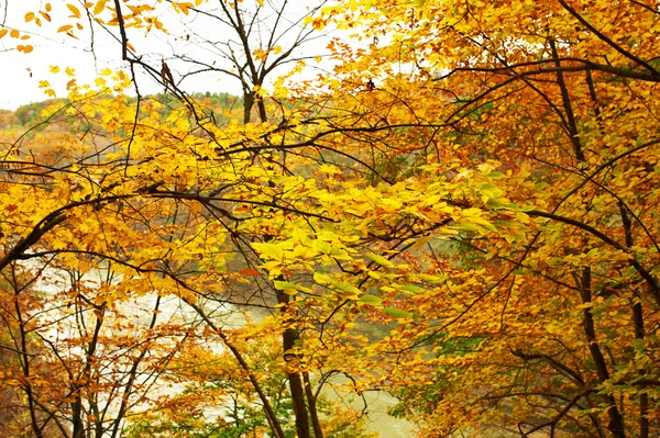 Őszi sárga levelek háttér — Stock Fotó