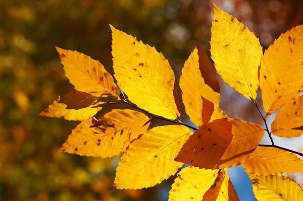 Otoño hojas amarillas fondo —  Fotos de Stock