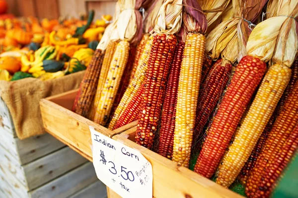 Bunches of indian corn — Stock Photo, Image