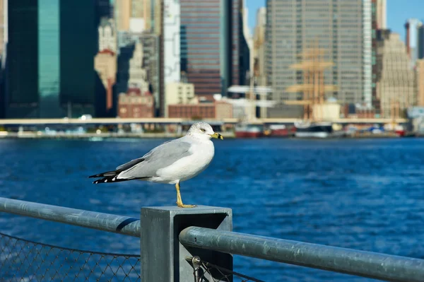 Gaivota com Manhattan no fundo . — Fotografia de Stock