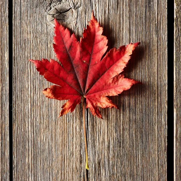 Autumn maple leaf over wooden background — Stock Photo, Image