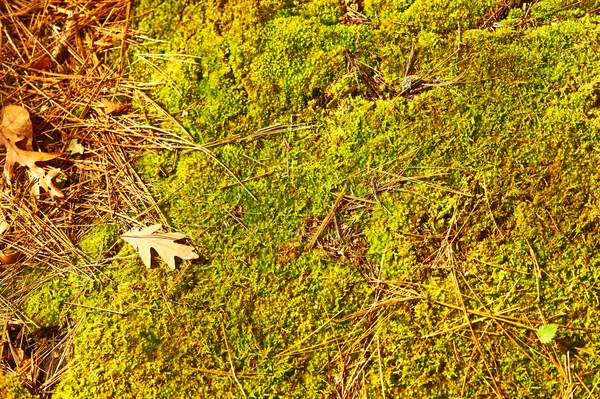 Green moss background Royalty Free Stock Photos