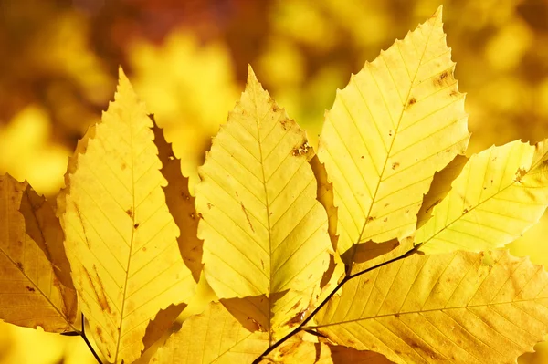 Autumn yellow leaves background — Stock Photo, Image