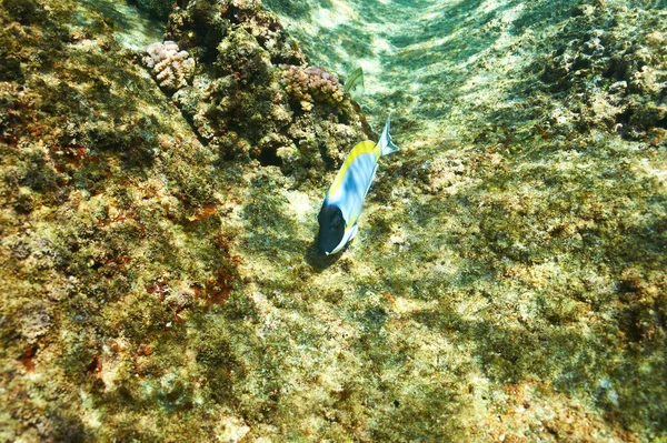 Кораловий риф і риба — стокове фото