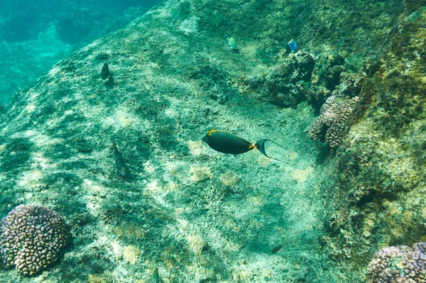 Arrecife de coral y peces —  Fotos de Stock