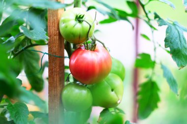 Olgun kırmızı domates bitki üzerinde