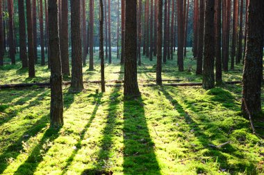 Çam ormanında gün doğumu