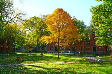 Harvard bahçesinde Cambridge