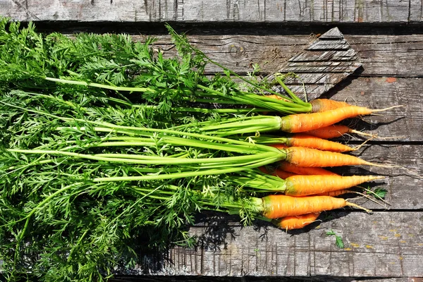 Спелая и свежая органическая морковь — стоковое фото