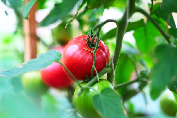 Tomates vermelhos maduros em fábrica — Fotografia de Stock