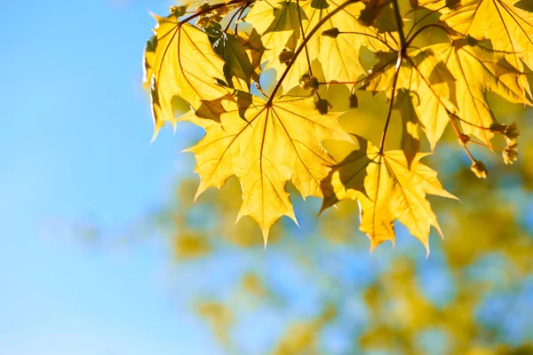Őszi sárga levelek háttér — Stock Fotó