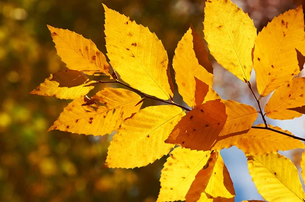 가을 황색 잎의 배경 — 스톡 사진