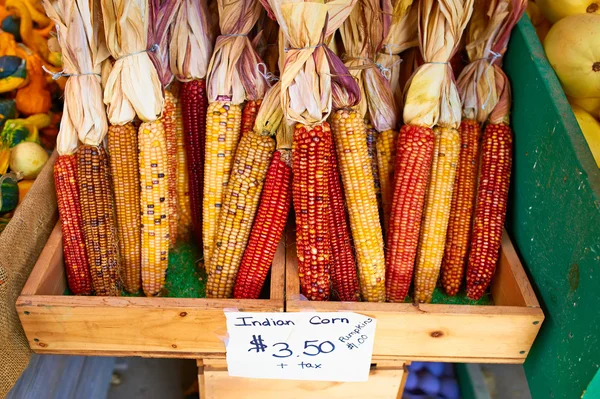 Bunches of indian corn — Stock Photo, Image