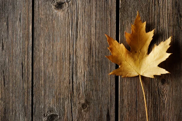 Hoja de arce de otoño —  Fotos de Stock