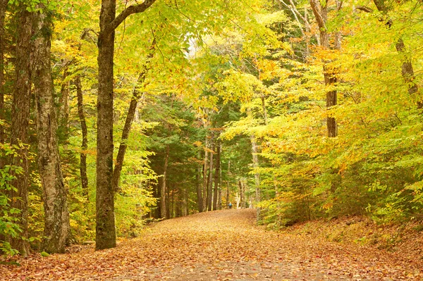 Autumn scene landscape — Stock Photo, Image