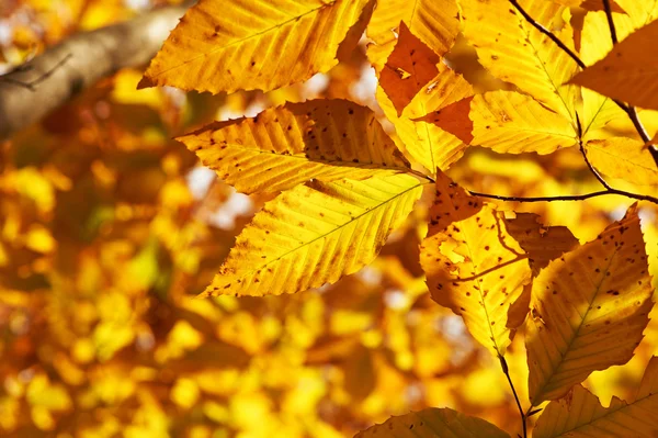 Höst gula löv bakgrund — Stockfoto