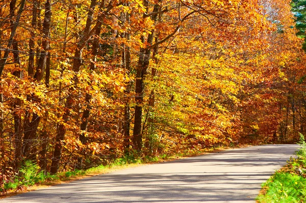 Scène d'automne avec route — Photo