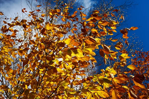 Automne jaune feuilles fond — Photo