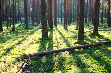 Çam ormanında gün doğumu