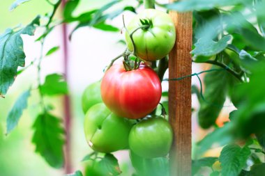 Olgun kırmızı domates Bahçe