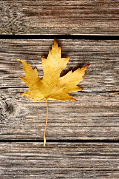 Feuille d'érable d'automne — Photo