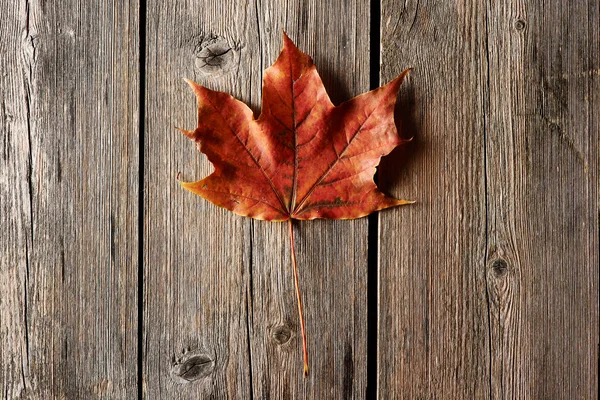 Feuille d'érable d'automne — Photo