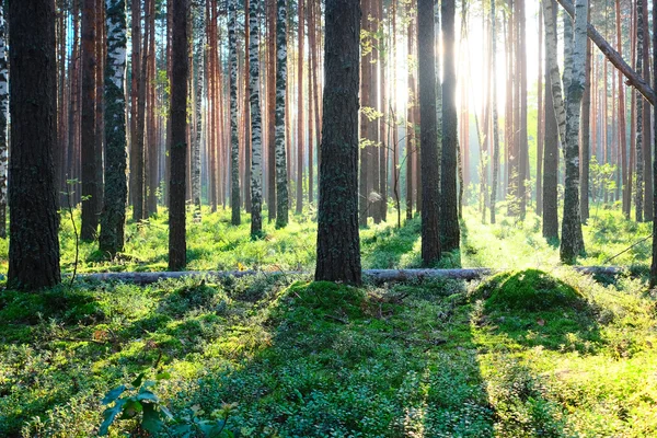 Wschód słońca w lesie sosnowym — Zdjęcie stockowe