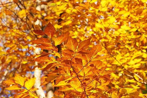 Herbstgelbe Blätter — Stockfoto