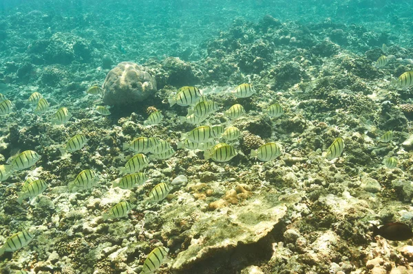 Barriera corallina e pesce — Foto Stock