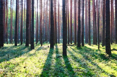 Çam ormanında gün doğumu