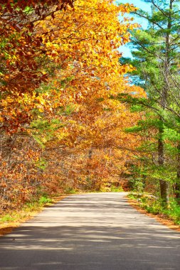 Yollu sonbahar sahnesi
