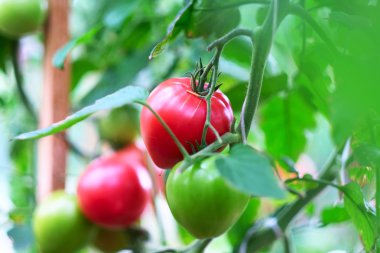 Olgun kırmızı domates Bahçe