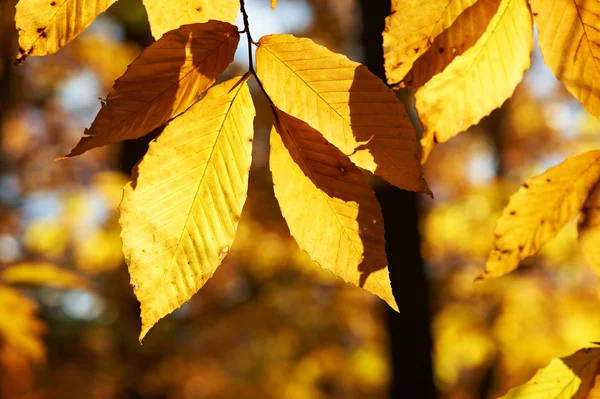 Autumn yellow leaves background — Stock Photo, Image