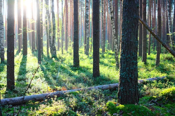 Lever de soleil dans la forêt de pins — Photo