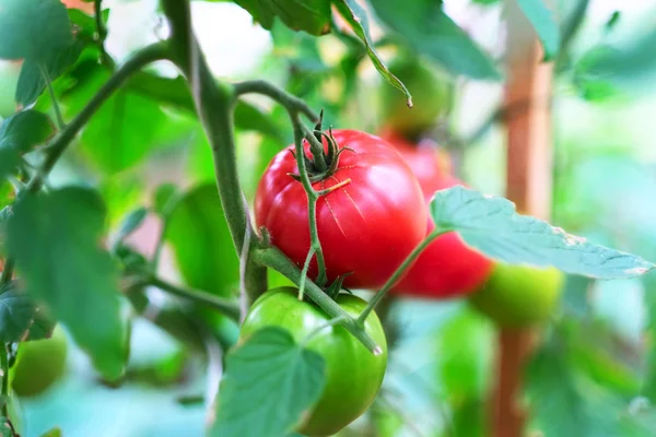 Tomates vermelhos maduros no jardim — Fotografia de Stock