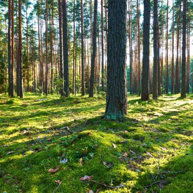 Çam ormanında gün doğumu