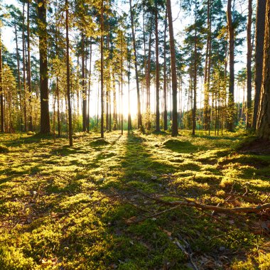 Çam ormanında gün doğumu