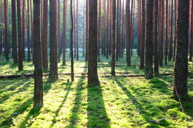 Çam ormanında gün doğumu