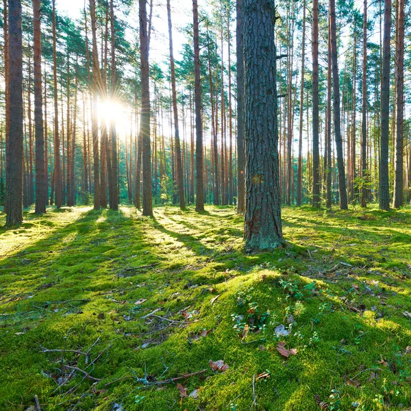 Çam ormanında gün doğumu