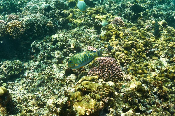 Korallenriff und Fische — Stockfoto