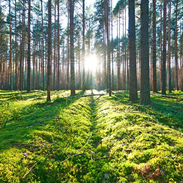 Çam ormanında gün doğumu